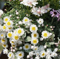 Fototapeta premium 春の花壇