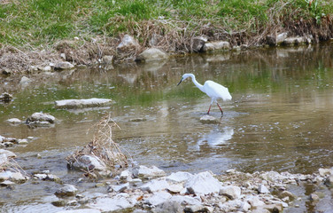 초봄 냇가에 백로