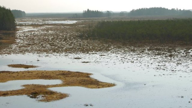 Panorama of Swamp Field In Cepkeliai reserve in Lithuania. Zoom in.