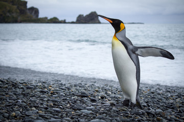King Penguin emerging from ocean with wings outstretched