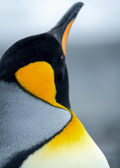 King Penguin Portrait looking away from camera