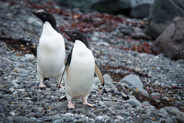 Naklejka premium Pair of comical Adelie Penguins on a rocky beach