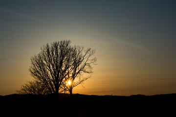 春の夕焼けと冬木立　美瑛町