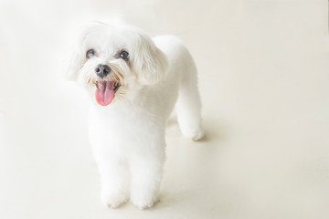 Affectionate look of white poodle in close up