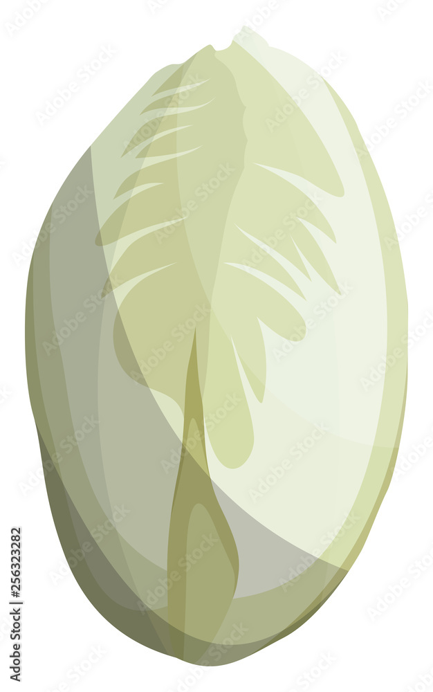 Wall mural White witloof vector illustration of vegetables on white background. - Wall murals