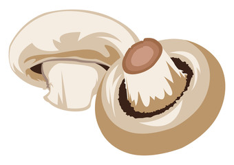 Light brown mushrooms vector illustration of vegetables on white background.