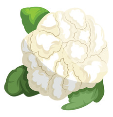 White cauliflower with green leafsvector illustration of vegetables on white background.
