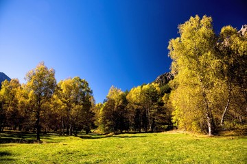 Naklejka premium Autumn landscape, yellow trees in the wood