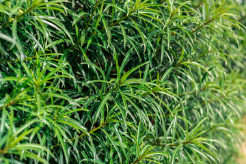 green bush with long leaves on the whole frame