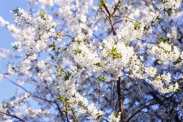 Blooming Apple trees in spring