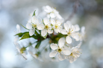 Blooming Apple trees in spring