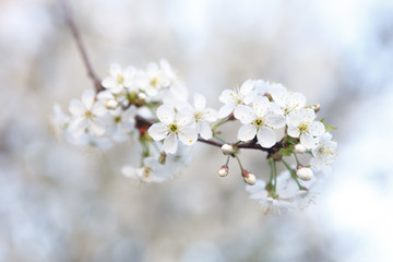Blooming Apple trees in spring