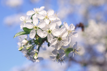 Blooming Apple trees in spring