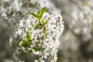 Blooming Apple trees in spring