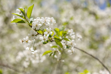 Blooming Apple trees in spring
