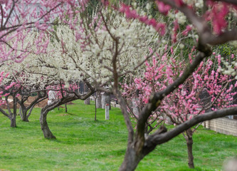 Fototapeta na wymiar The Cherry Blossom tree at the Wuhan city, Hubei China.