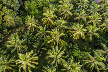 Fototapety  Coconut palm tree aerial view tropical forest