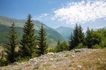 Fototapeta na wymiar Mountains and nature of the North Caucasus, beautiful view of the mountain gorge