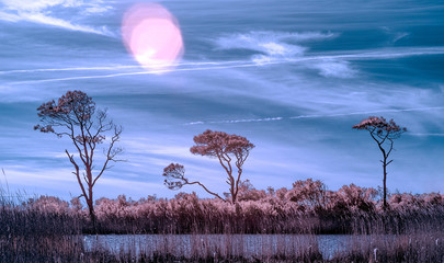 Three trees in a swamp on the outer banks of North Carolina photographed in infrared