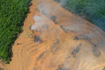 Deforestation. Logging and burning rainforest. Forest fire environmental problem	 