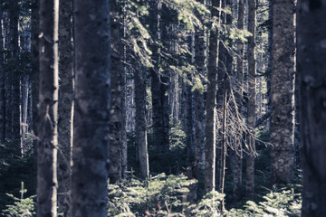 Fototapeta premium wild