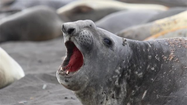 Elephant seal on beach in Antarctica