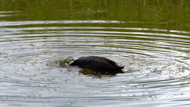 Black coot duck dives in the pond under the water. The duck is looking for food at the bottom of the pond.