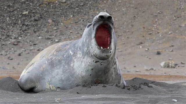 Elephant seal on South Georgia Beach