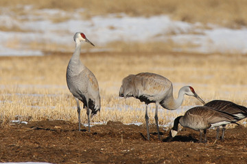 Obraz na płótnie Canvas sandhill cranes and goose