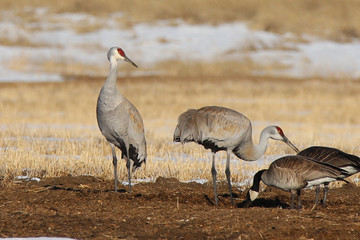 Obraz premium sandhill cranes and goose