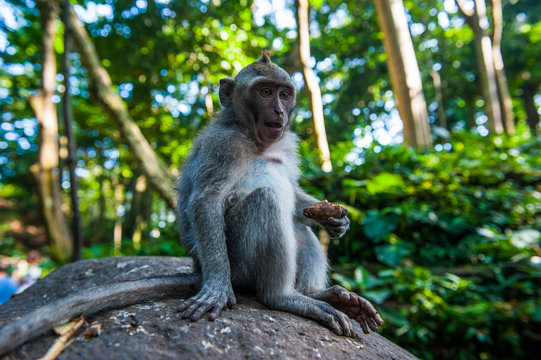 Indonesia, Bali, Sacred Monkey Forest, long tailed macaque eating, Macaca fascicularis