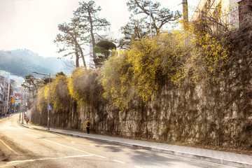 Forsythia Blooming in Spring, Haeundae, Busan, South Korea, Asia