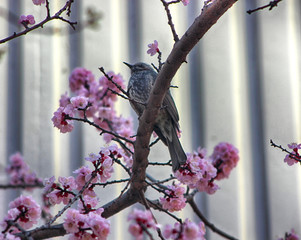 Apricot Blooming with Bird in Spring, Haeundae, Busan, South Korea, Asia.