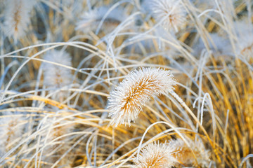 Frozen pennisetum alopecuroides, fountaingrass during cold winter. Close up of ormental grass in garden. Chinese fountain grass or swamp grass during winter season