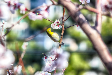 Apricot Blooming with Bird in Spring, Haeundae, Busan, South Korea, Asia.