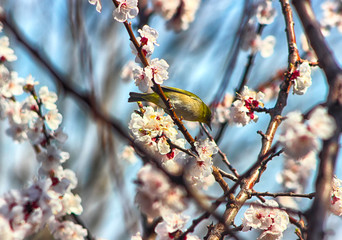 Japanese Apricot Blooming with Bird in Spring, Haeundae, Busan, South Korea, Asia.