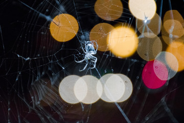 SPIDER IN BOKEH NIGHT LIGHTS on a web in the light