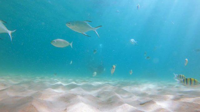 4k Slowmotion shot of young caucasian man snorkeling in a mask and breathing tube in a a beautiful sea with lots of tropical fishes