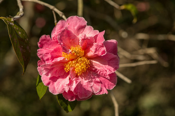 農業文化公園の椿
