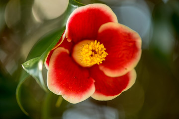 Naklejka premium 農業文化公園の椿