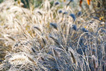 Fototapeta premium Frozen pennisetum alopecuroides, fountaingrass during cold winter. Close up of ormental grass in garden. Chinese fountain grass or swamp grass during winter season