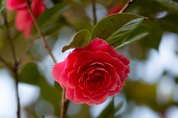 農業文化公園の椿