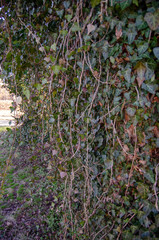 Mammoth_Springs_Arkansas