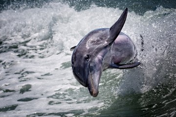 Dolphin Jumping