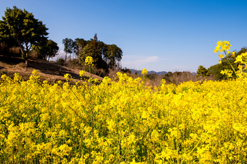 Obraz premium 農業文化公園の菜の花