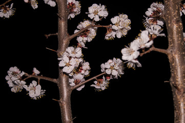 Blossoming tree at night. White flowers on a black background