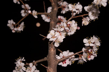 Blossoming tree at night with the moon blurred out on the sky at the background