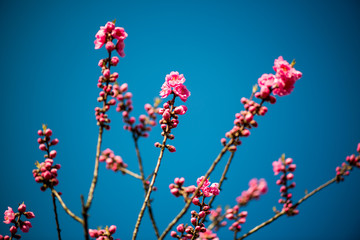 農業文化公園の桃