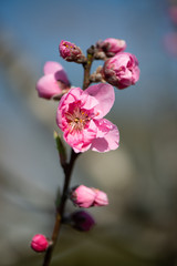 農業文化公園の桃