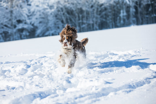 English Springer Spaniel running on snow-covered meadow